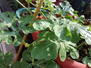 西瓜种子种植攻略，春季播种，打造夏日花房爆款！