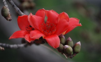 英雄花，究竟是什么花