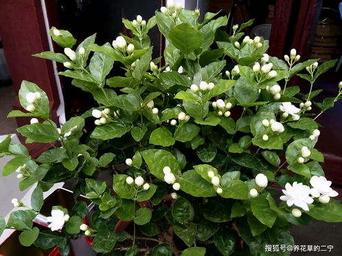 茉莉：清香四溢的使者