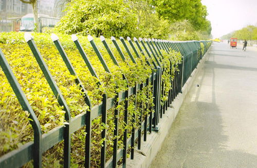 选对植物，省钱又美观