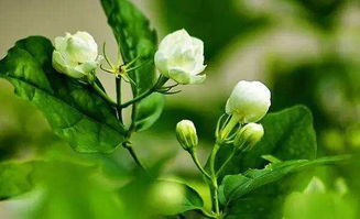 蝴蝶茉莉如何种植？适合哪些土壤和光照