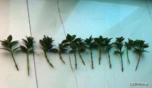 插枝技巧，你学会了吗