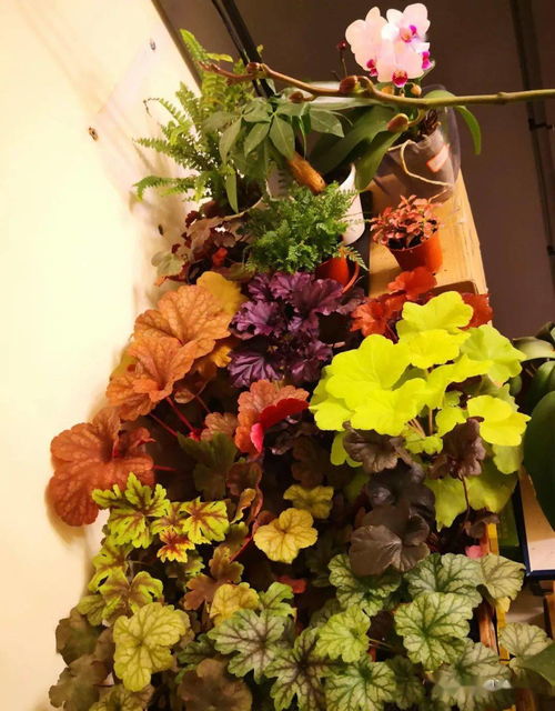 北方耐寒花卉， 补光有讲究