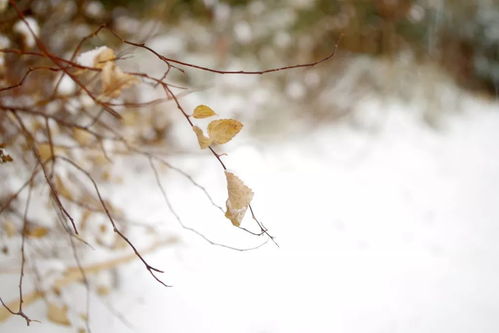 冬天种藤蔓，耐寒秘诀大揭秘！