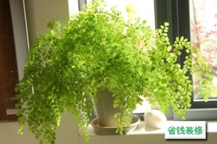 高贵气质的房子里种植什么植物嫩带来高利润？