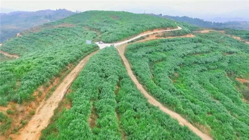 XX村推进石漠化治理， 试验试点建设