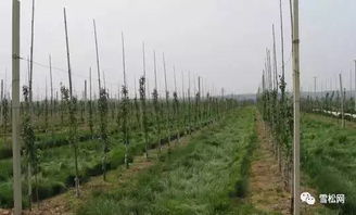 菜园里的杂草，真是让人头疼啊！