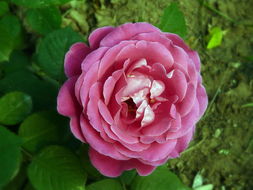 月季花的多姿多彩，为何如此迷人？