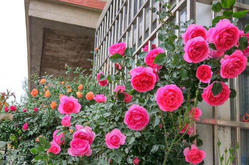 爬藤月季品种选择