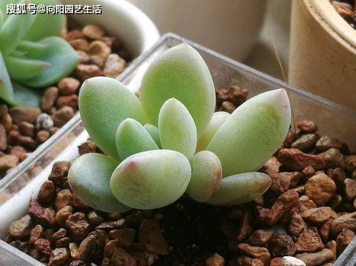 多肉播种配土方案：泥炭土、 珍珠岩、蛭石