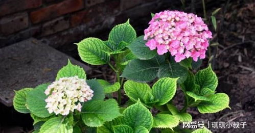 绣球花剪法：先剪枝干