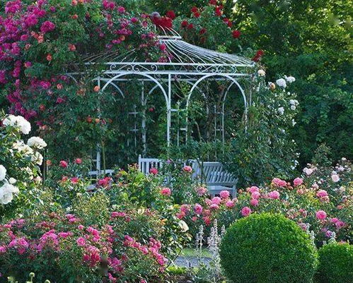 长江流域的早春花卉， 三月花葵了解一下