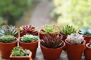 花盆底部的小秘密：排水孔， 别忘了