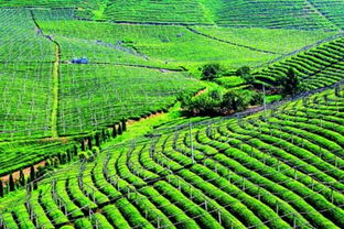 地域差异调整系数， 因地制宜省种又省心