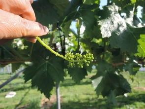 操作细致， 甜蜜回报