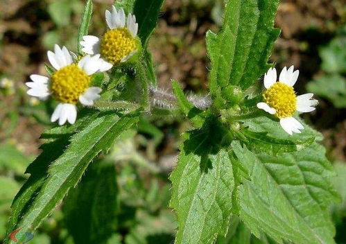 温水泡一泡， 种子发芽快又好