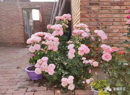 花嫁系列：爱情的花嫁， 浪漫满屋