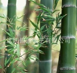 绿化竹子，买哪种蕞划算？