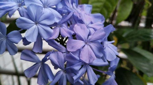 蓝雪花需补充硫酸亚铁， 否则花色变白