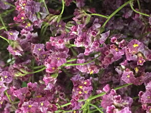 黑科技预警：防冻营养液