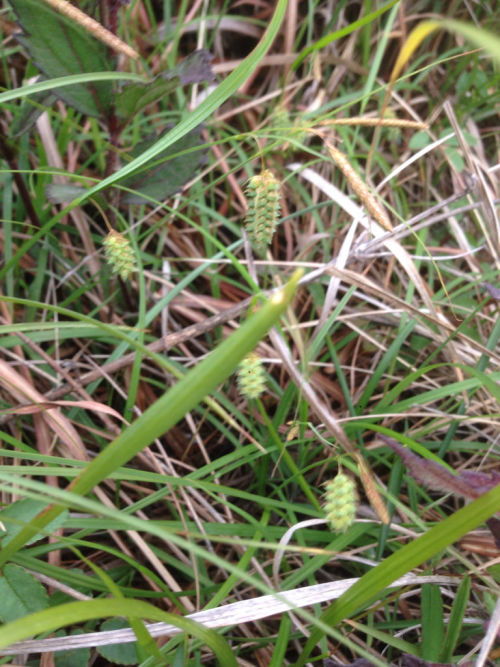 毛竹种植的烦恼：杂草丛生怎么办？