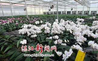 湛江麻章区的园与花卉种植基地