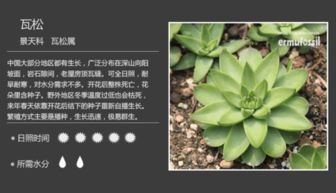 景天科植物养殖技巧：轻松掌握，美丽绽放！
