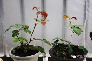 四、防冻、防风措施