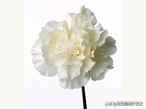 2. 康乃馨，那可是花中的天使