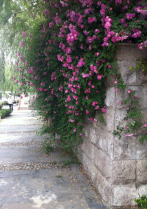 蔷薇苗的栽种时间与方法