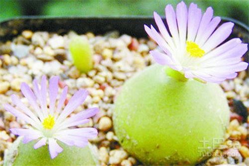 多肉灯泡变红之谜