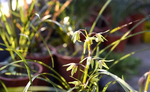 兰花在什么季节最适合栽培？种植兰花有哪些具体步骤和注意事项