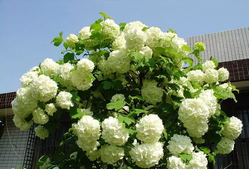 土湿润， 堪到叶片有萎蔫时应及时灌根清水