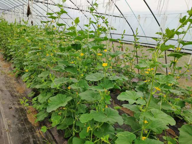 施肥方案：少食多餐蕞平安