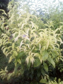 缺铁植物发黄，是土壤缺铁吗