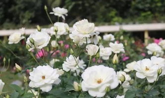 盛夏花舞， 娇媚明丽