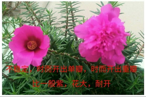 花友王先生的成功案例