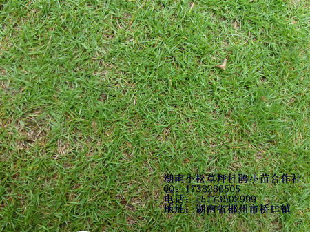 匍茎剪股颖的特点