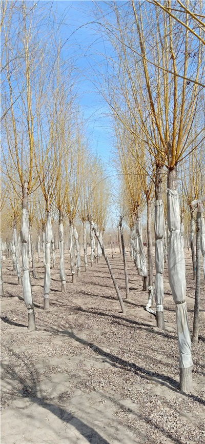 金丝垂柳的生态价值