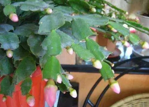 月季花的修剪，冬季与花后