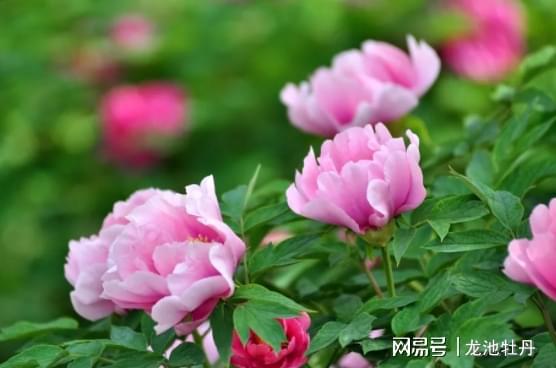 “牡丹绽放，诠释绝代风华，美丽之花语”