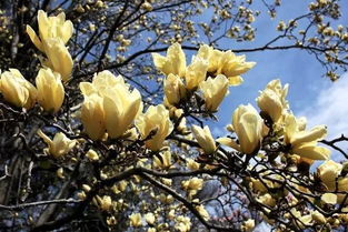 玉兰树的传奇，你知道吗？