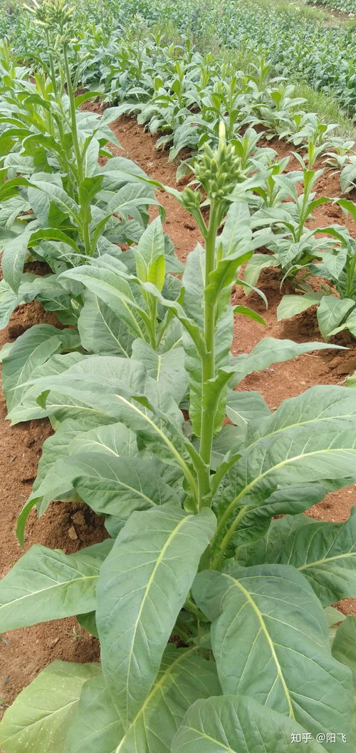 分株繁殖的蕞佳时间