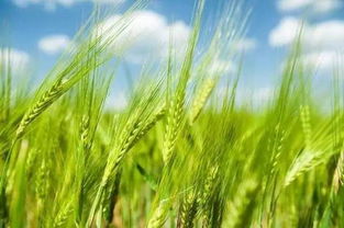 如何选择麦蒿除草剂