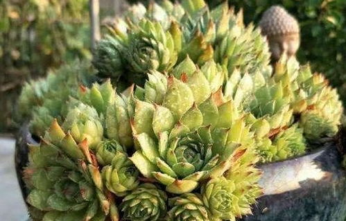 观音莲养护难题？掌握这些技巧