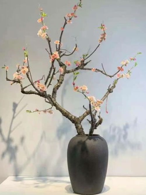 腊梅插花养护秘籍，冬季花卉爆款首选！