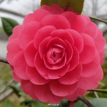 茶花图片大全大图哪里找？精选高清大图看这里