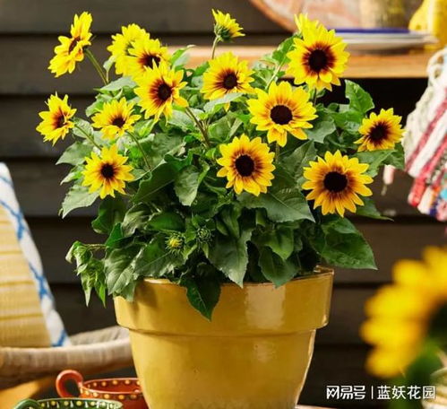 根据花卉种类，科学施用有机肥和微量元素