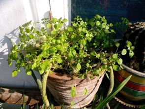 常绿植物推荐，如何让家里四季常绿