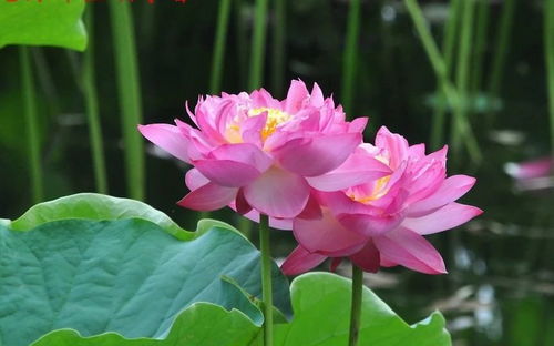 情感色彩，荷花的移植之旅